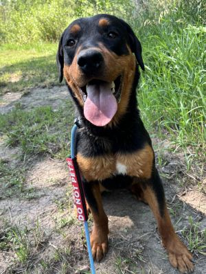 Fiona, Adult Female Rottweiler