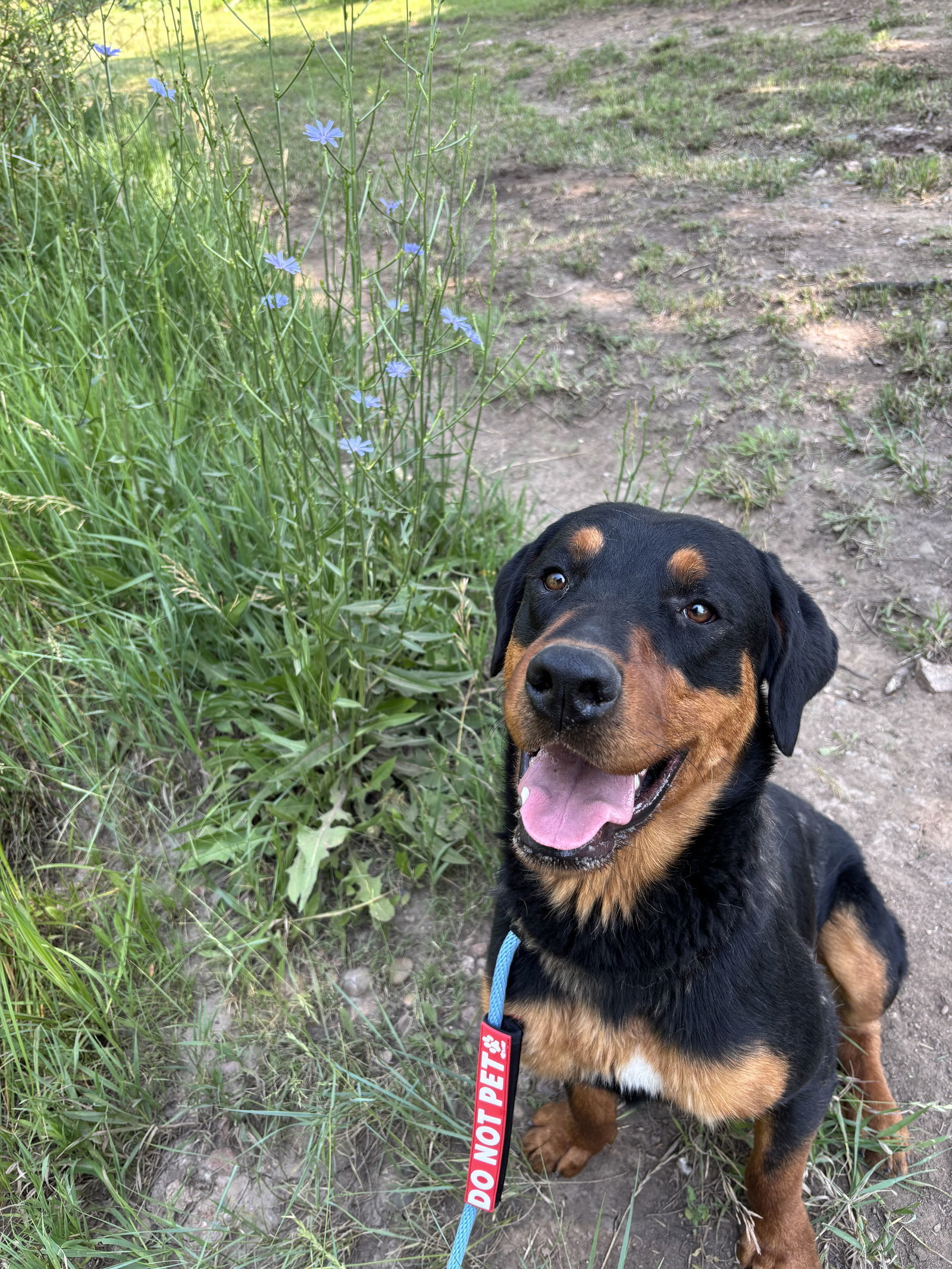 Fiona, an adoptable Rottweiler in Las Vegas, NM, 87701 | Photo Image 2