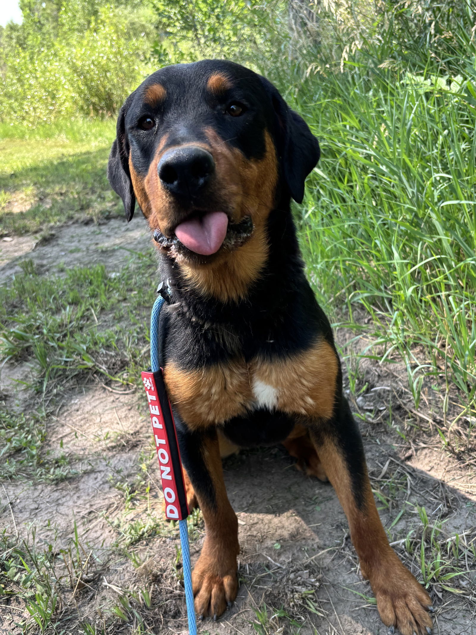 Fiona, an adoptable Rottweiler in Las Vegas, NM, 87701 | Photo Image 3