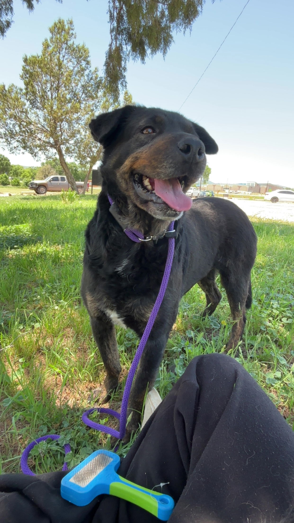Dakota, an adoptable Rottweiler in Las Vegas, NM, 87701 | Photo Image 1