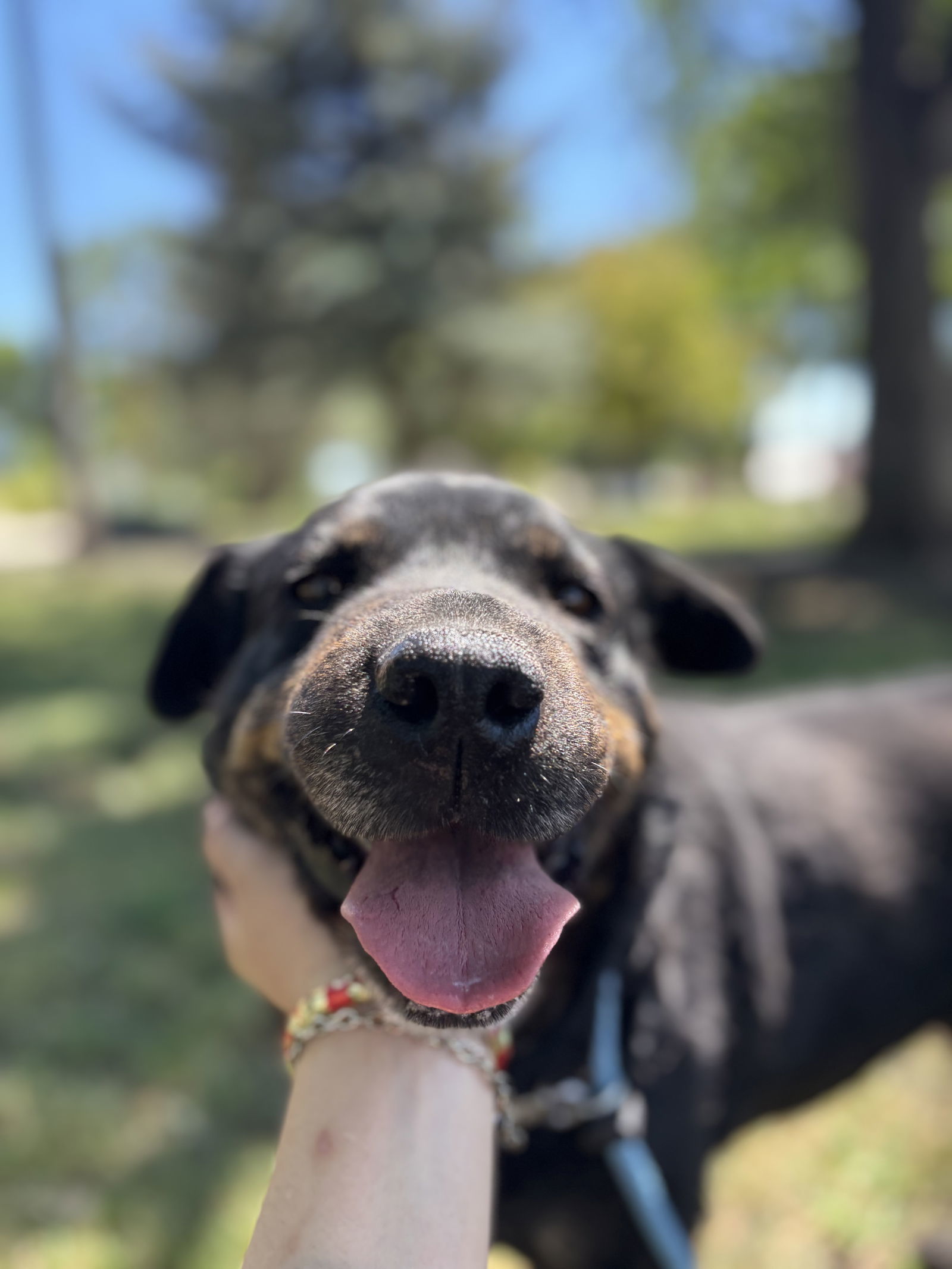 Dakota, an adoptable Rottweiler in Las Vegas, NM, 87701 | Photo Image 2
