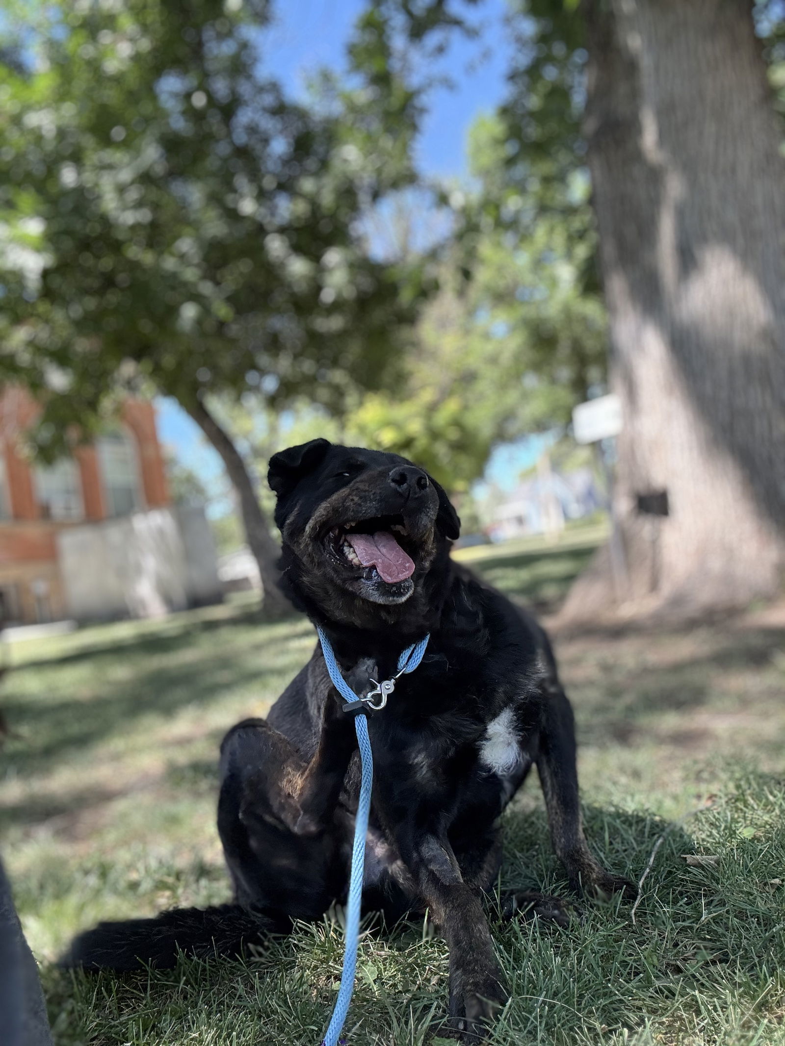 Dakota, an adoptable Rottweiler in Las Vegas, NM, 87701 | Photo Image 3