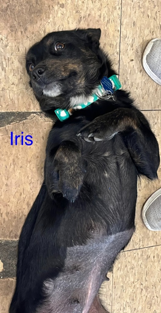 Iris