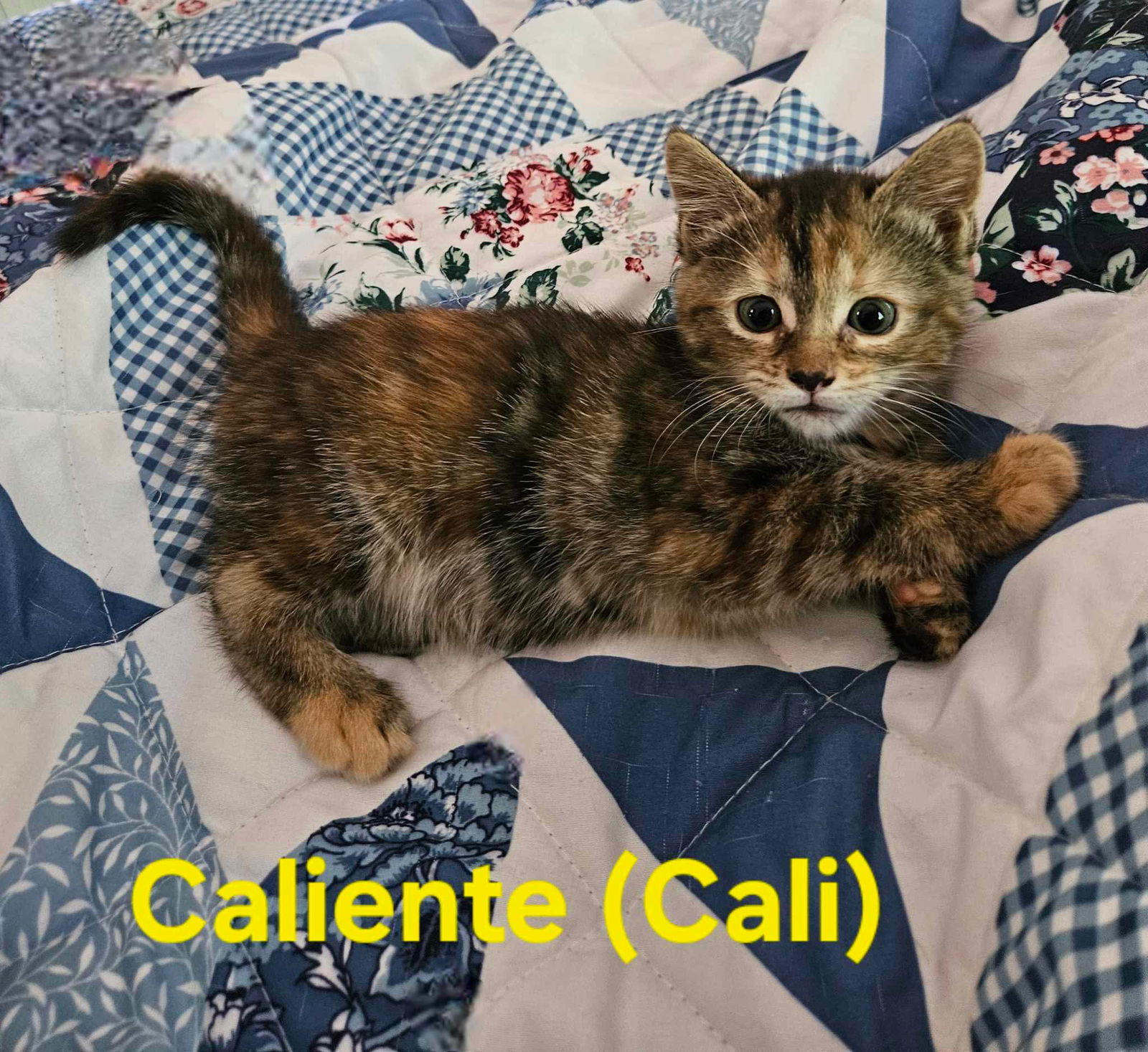 Caliente - Not at shelter (Kendra)