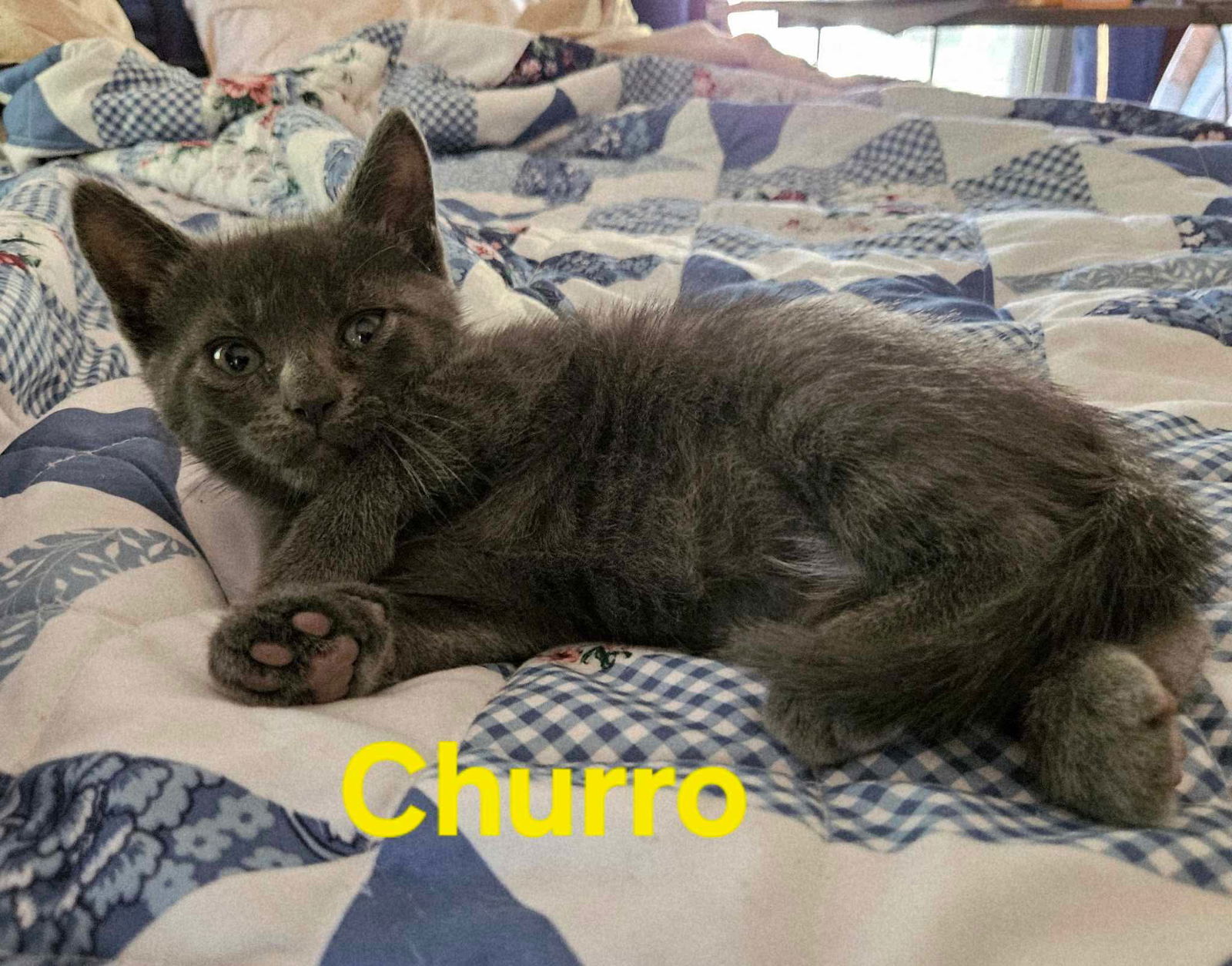 Churro - Not At shelter (Kendra)