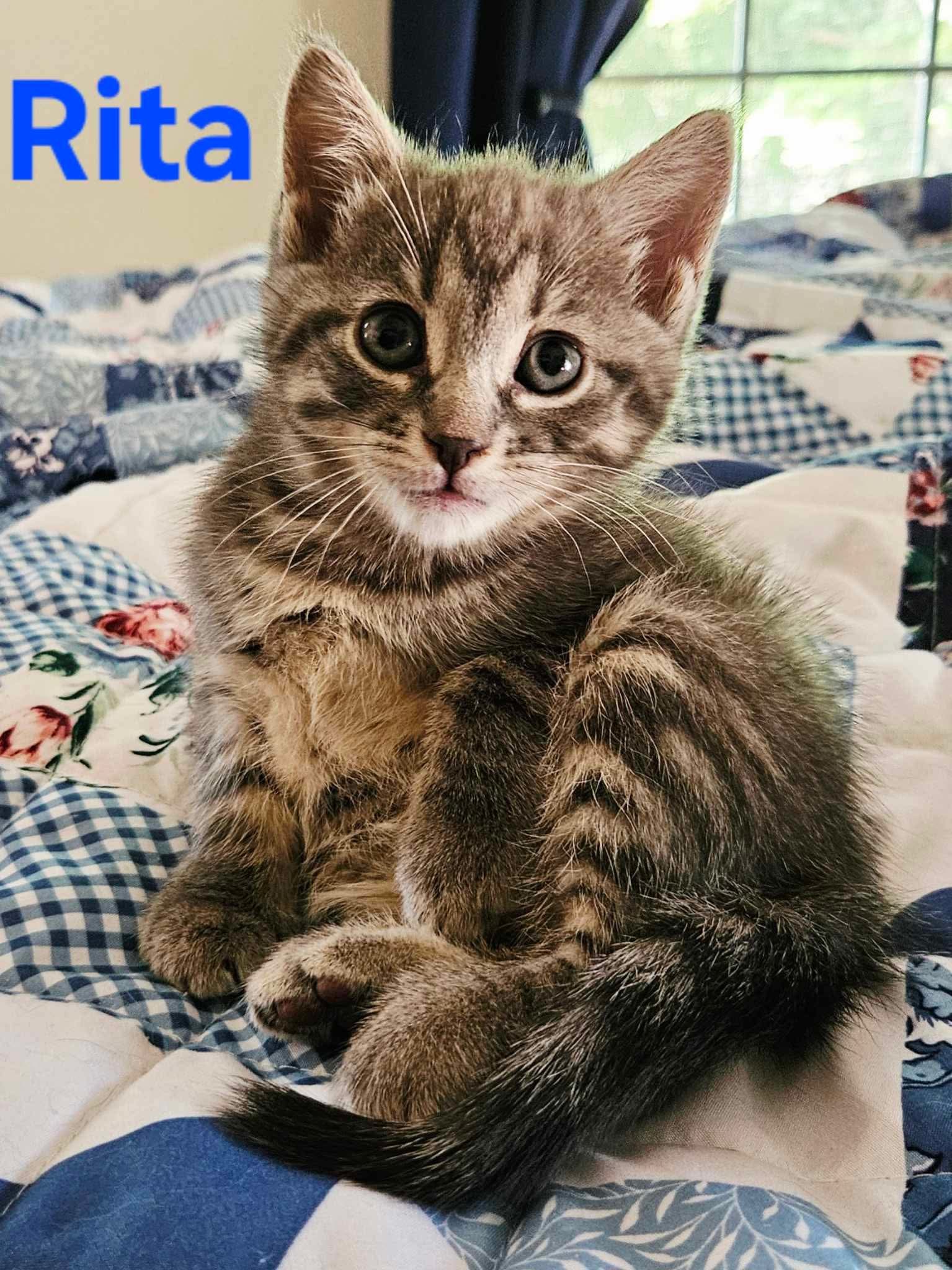 Rita - Not at shelter (Kendra)