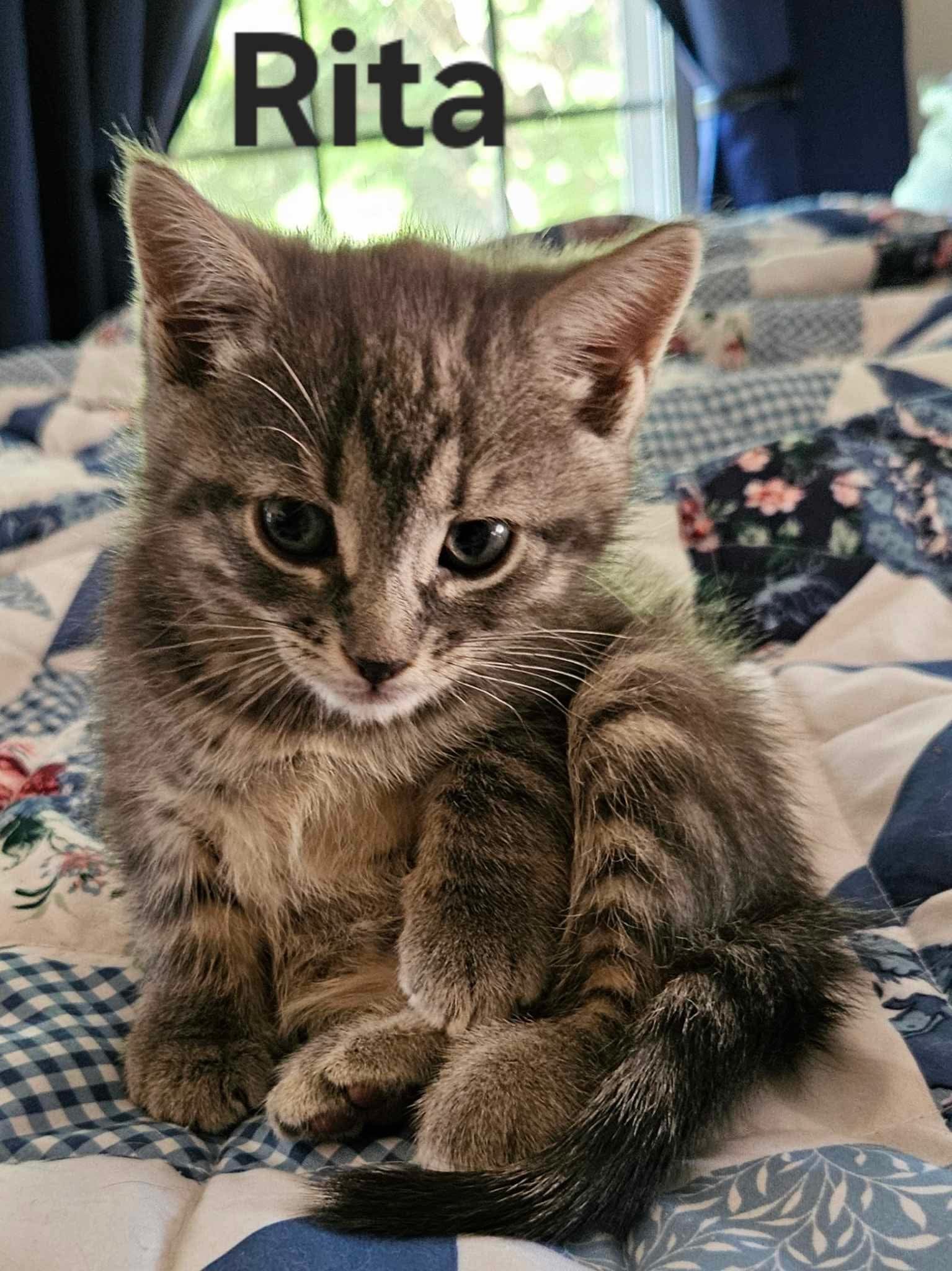 Rita - Not at shelter (Kendra)