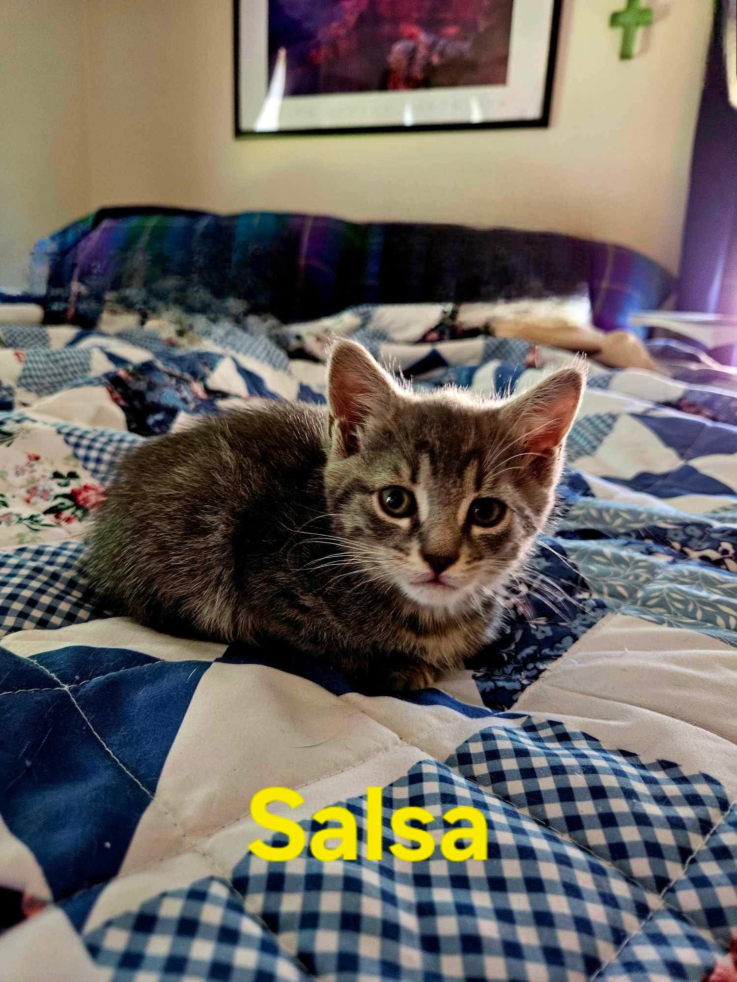 Salsa - Not at shelter (Kendra)