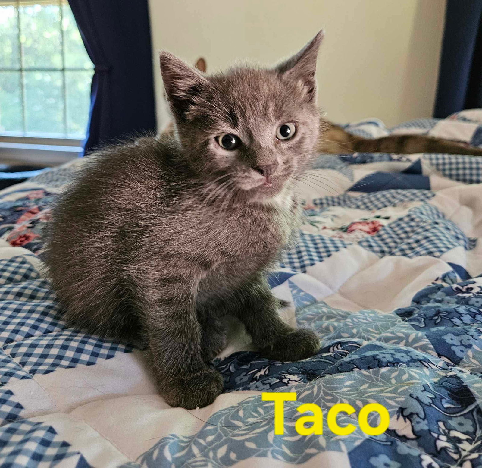 Taco - Not at shelter (Kendra)