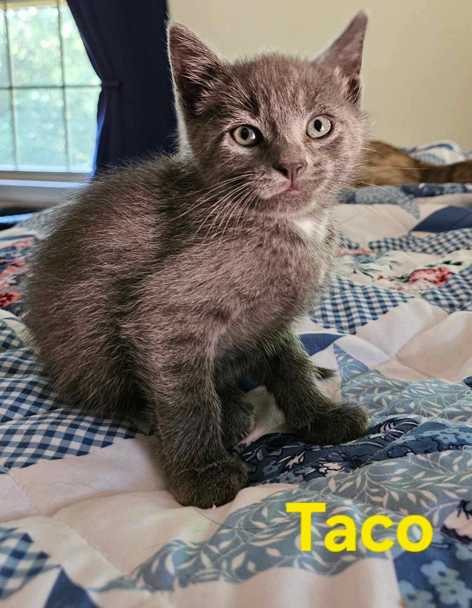 Taco - Not at shelter (Kendra)