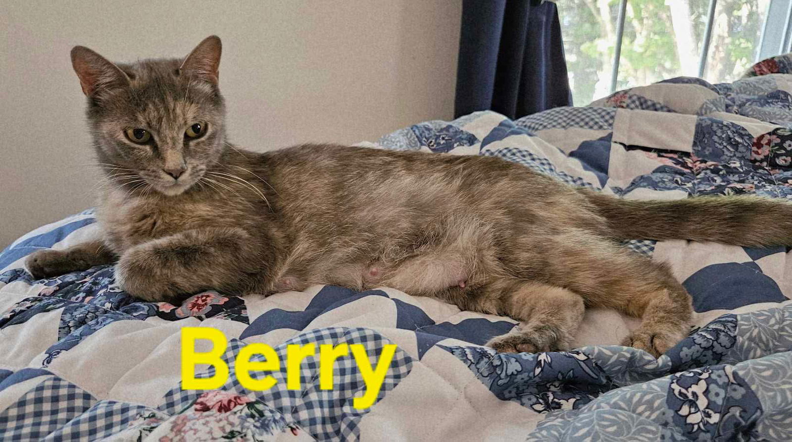 Berry - Not at shelter (Kendra)