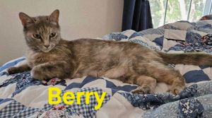 Berry: Not at shelter (Kendra), Adult Female Domestic Short Hair