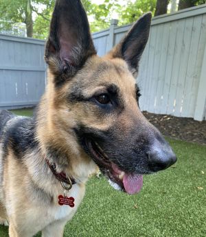 Meet Amber - A Brave Soul Ready to Belong My name is Amber and while I may not be able