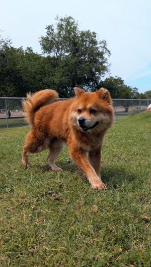 If you are interested in adopting from SAS please contact 8304012335 to schedule an adoption appoint