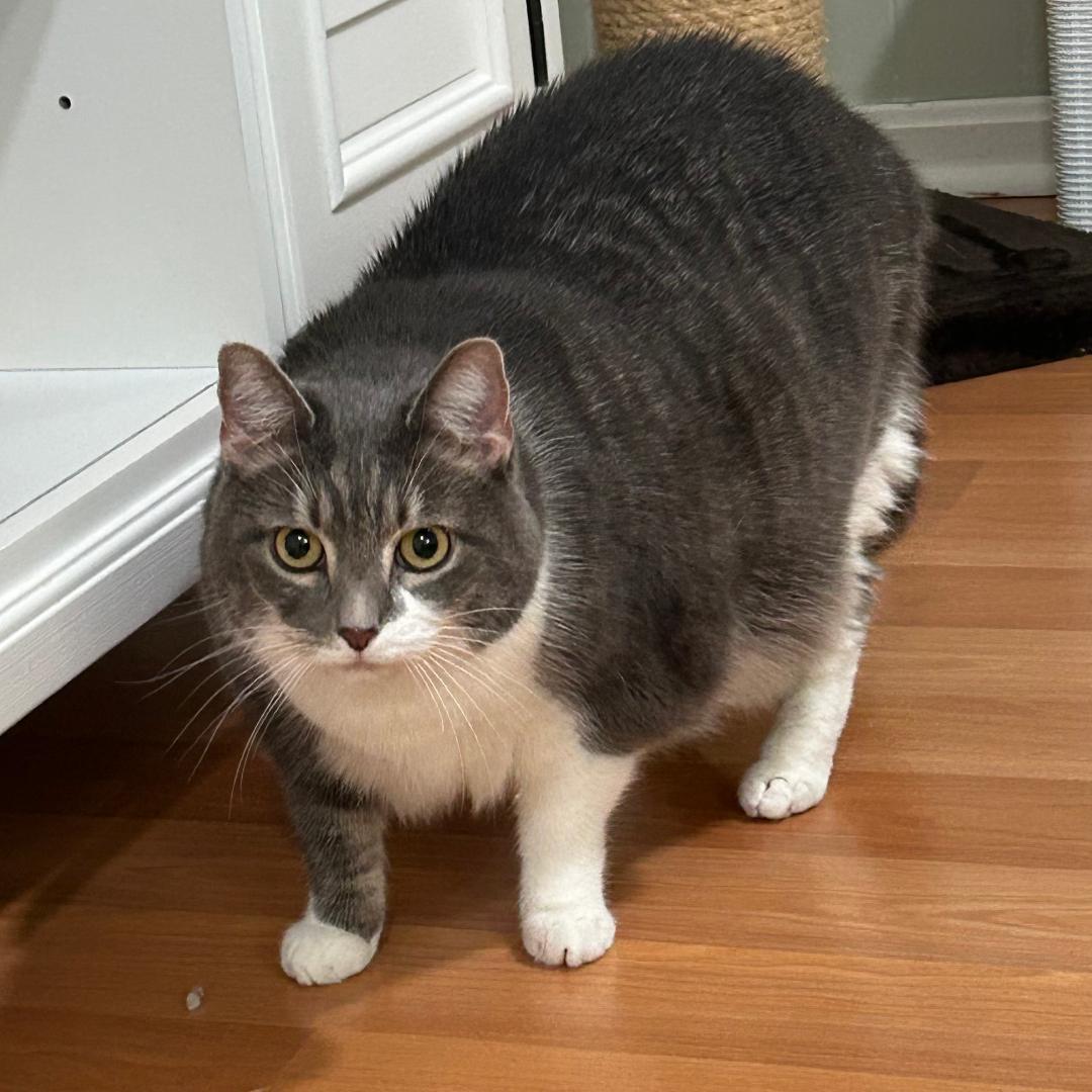 Celeste or Nova - Need Foster Home