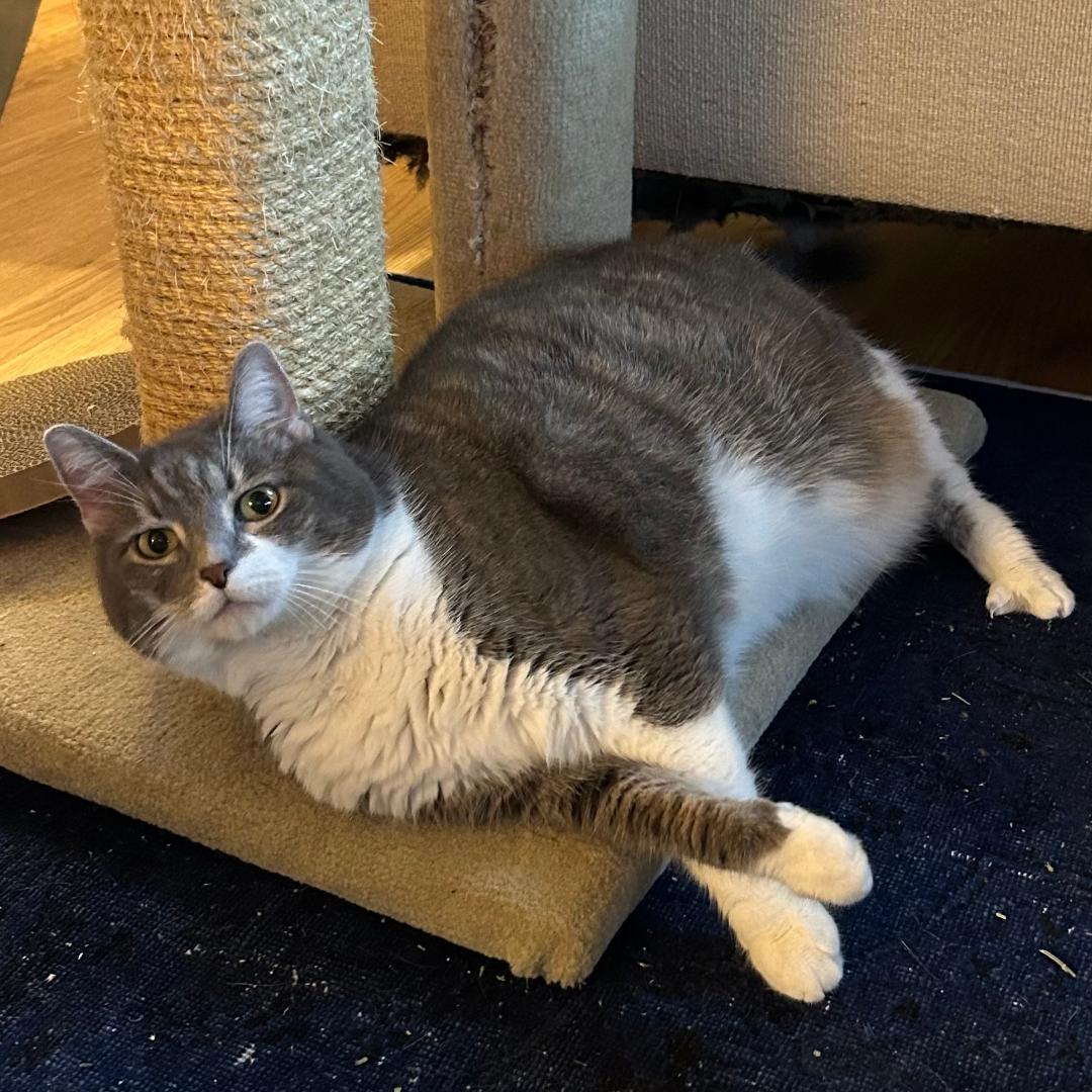 Celeste or Nova - Need Foster Home