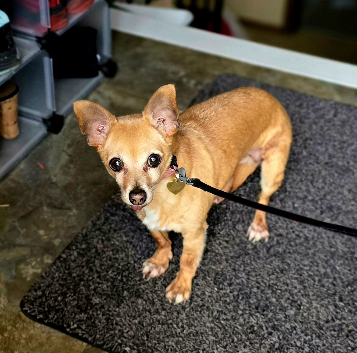 Bambi, an adoptable Chihuahua in Saint Cloud, MN, 56303 | Photo Image 1
