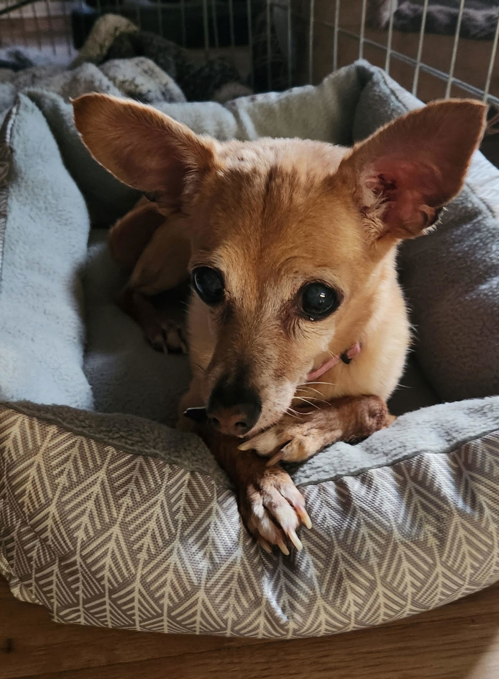 Bambi