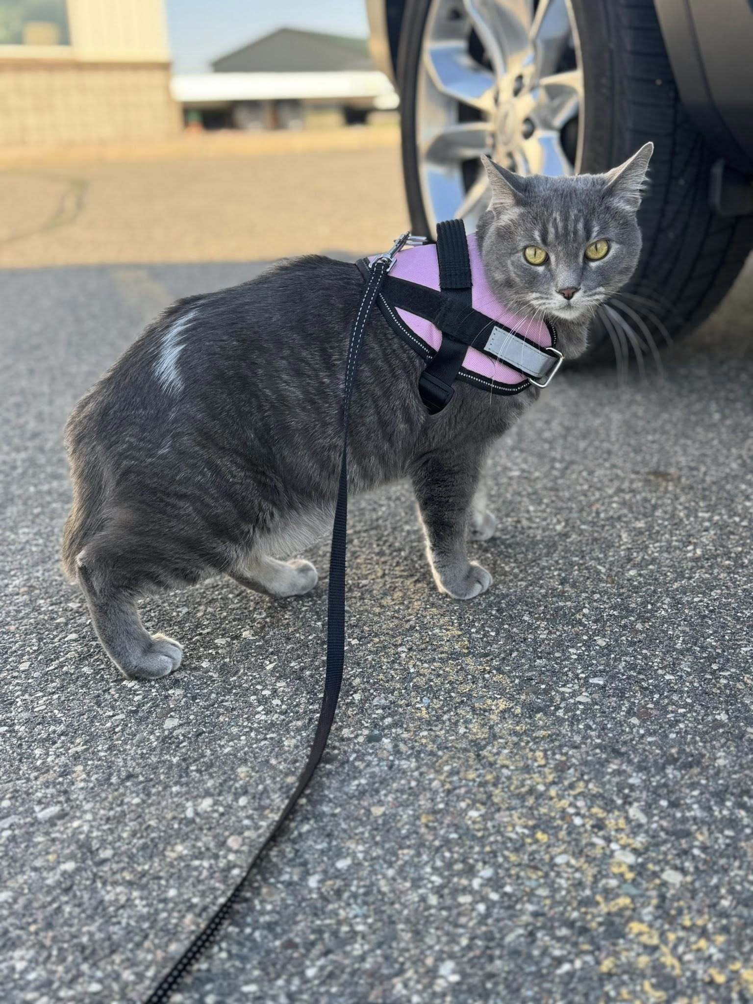 Gracie