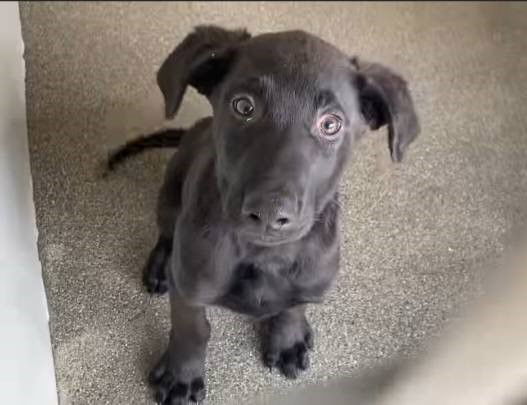 Chase the Puppy