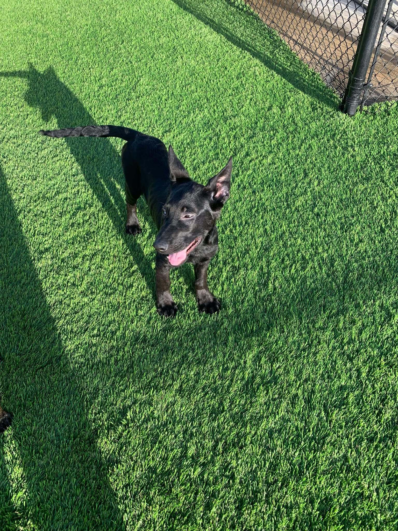 Chase the Puppy