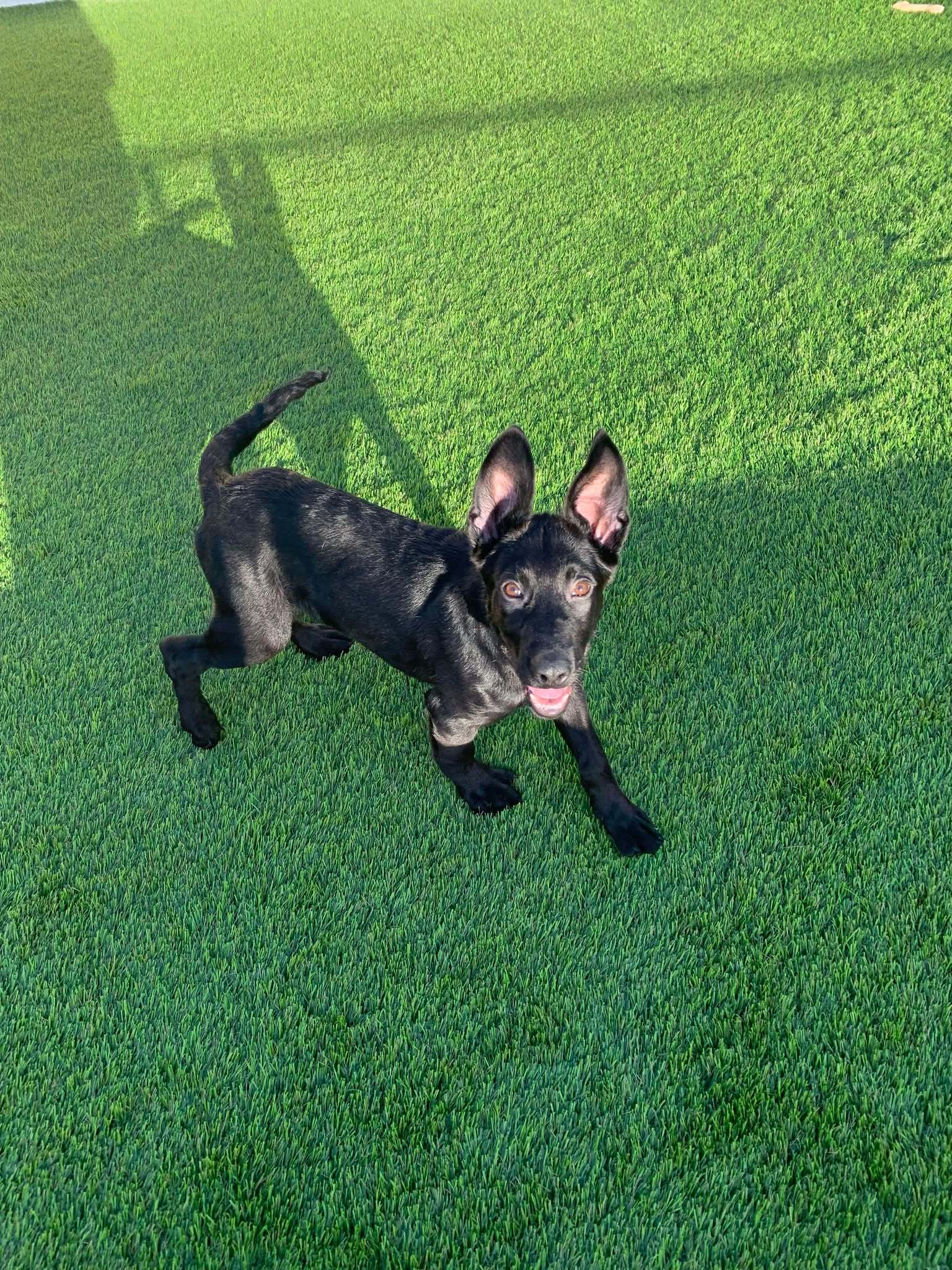 Chase the Puppy