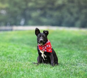 Griffin, Baby Male Labrador Retriever