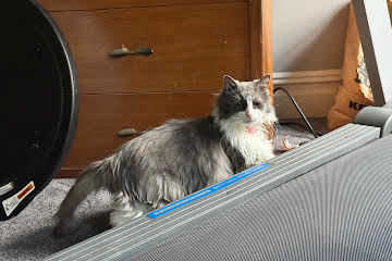 Lady