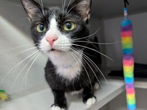 This pet needs emergency placement Please click here to go to our emergency placement page for more