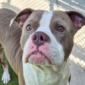 Nash, Adult Male American Bulldog