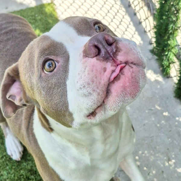 Nash