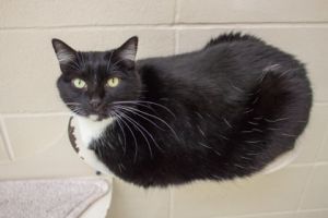Charlie, Adult Female unknown
