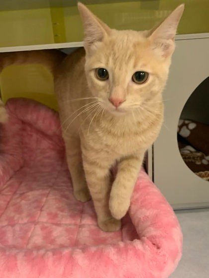 Elliot