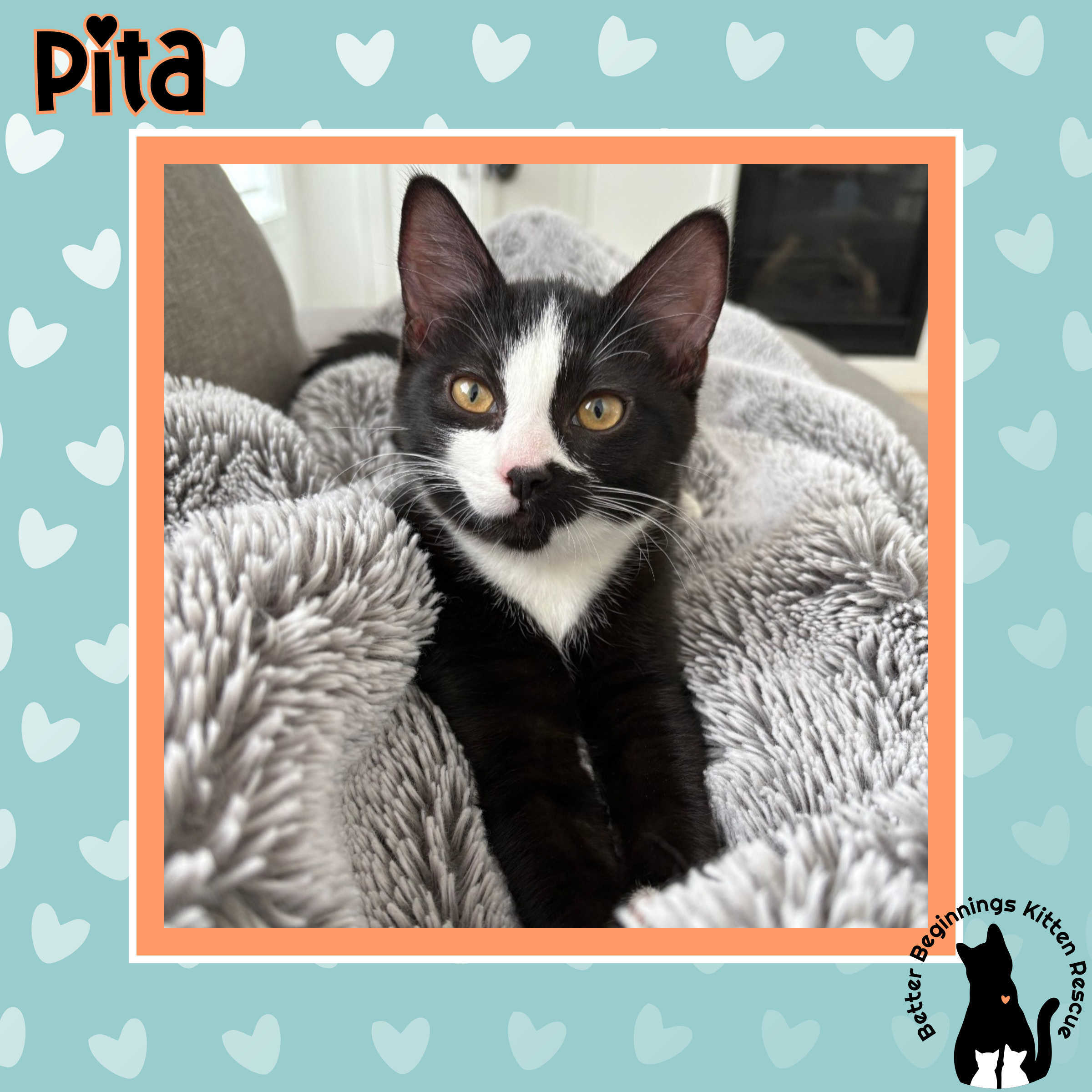 Pita