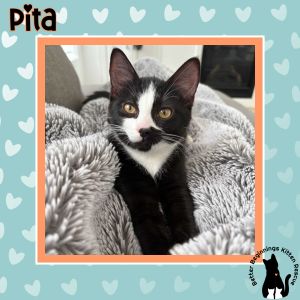 Pita, Baby Female unknown