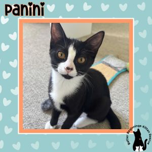 Panini, Baby Female Domestic Short Hair