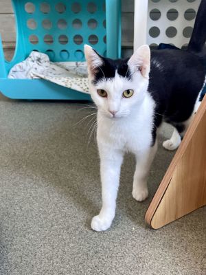 Brisbe, Young Female Domestic Short Hair
