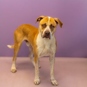Primary Color Brown Secondary Color White Weight 725lbs Age 5yrs 1mths 0wks Animal has been Neu