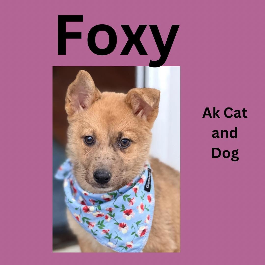 Foxy, an adoptable Husky, Australian Shepherd in Wasilla, AK, 99654 | Photo Image 1
