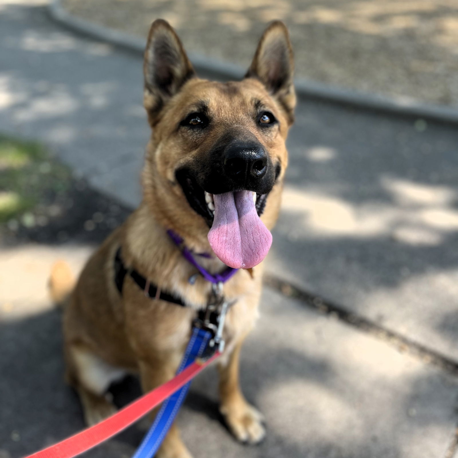 Ventura, an adoptable German Shepherd Dog in Fargo, ND, 58103 | Photo Image 1