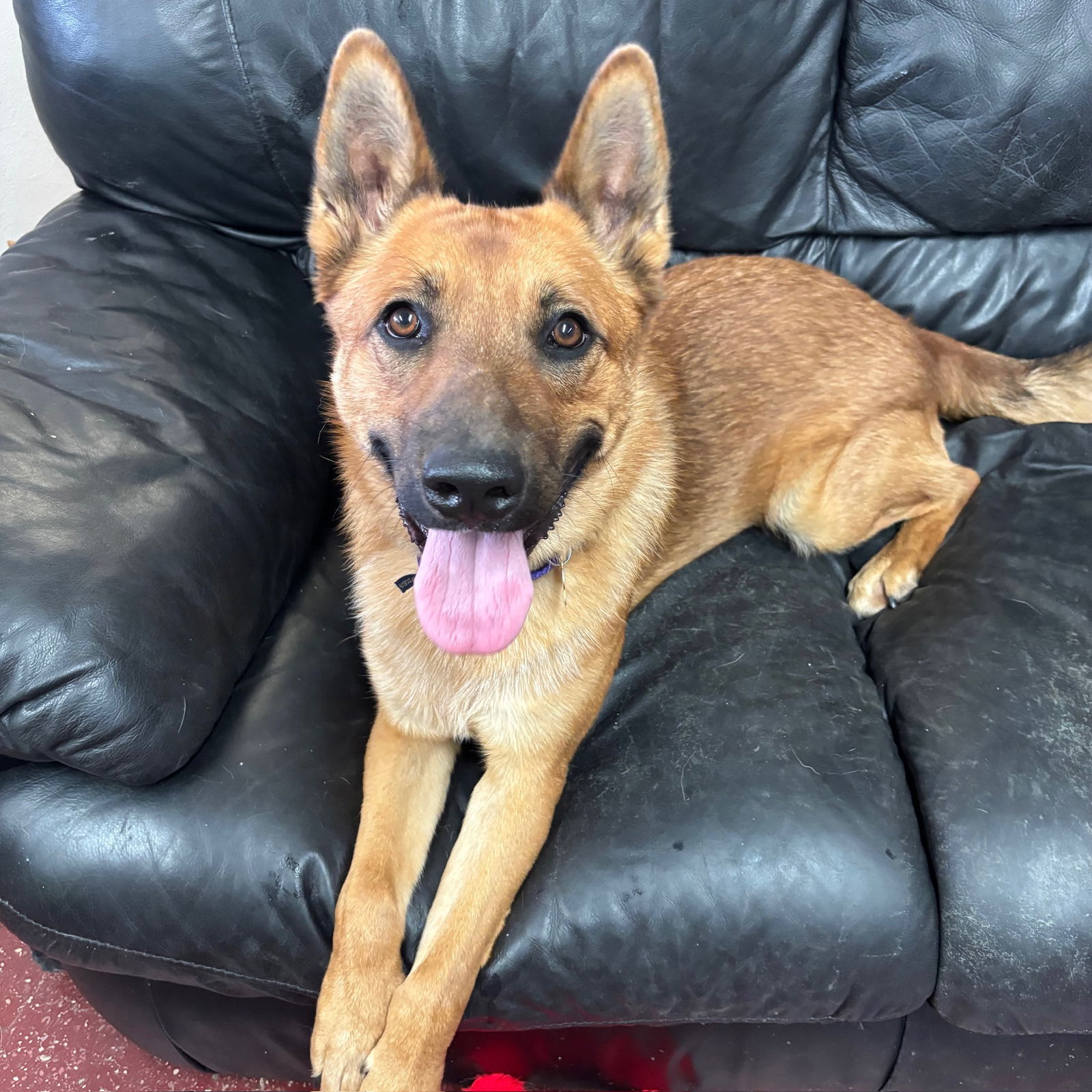 Ventura, an adoptable German Shepherd Dog in Fargo, ND, 58103 | Photo Image 2