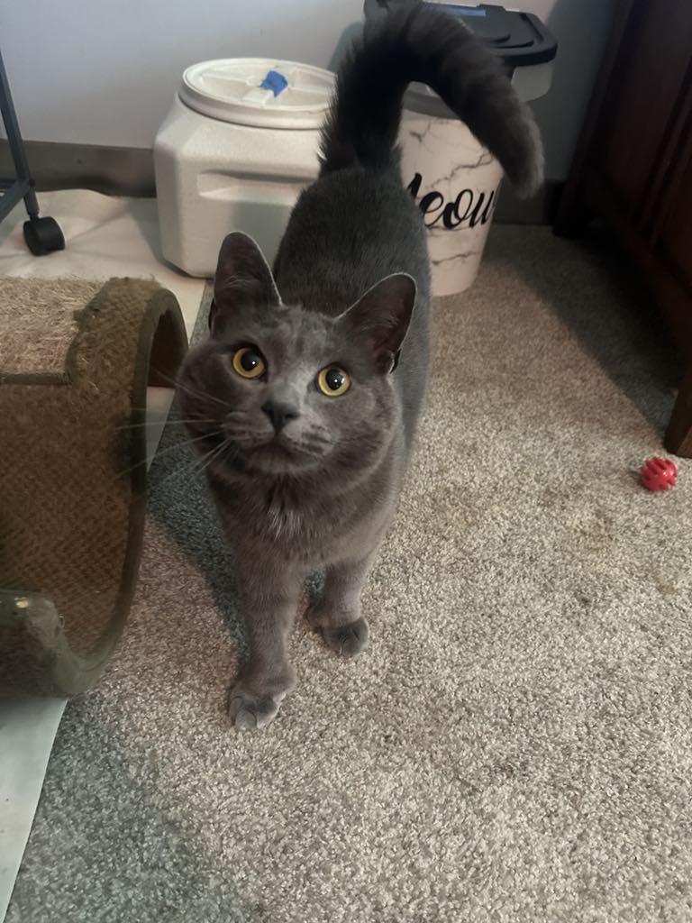 Meatball