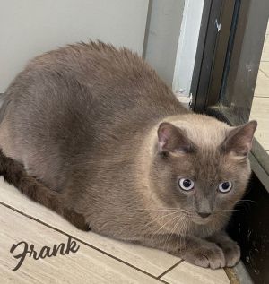 BLANKET BURRITO DOB 5222 Meet Frank - The Blanket Burrito of Your Dreams Frank is a stunning Lila