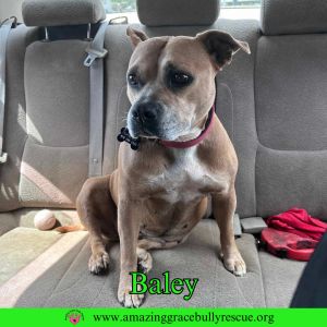 Baley aka Jelly Belly, Adult Female unknown