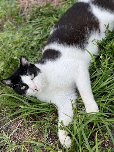 Belly - Petsmart Plantation Foster Home