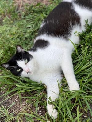 Belly - Petsmart Plantation Foster Home, Adult Male unknown