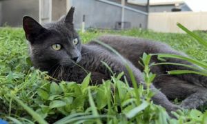 Honey - Petsmart Plantation Foster Home, Adult Female unknown