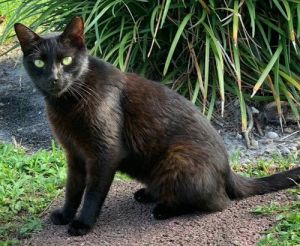 Meisty - Petsmart Plantation Foster Home, Adult Male Domestic Short Hair