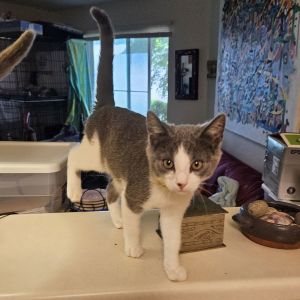 Nalani ( SC), Young Female Tuxedo