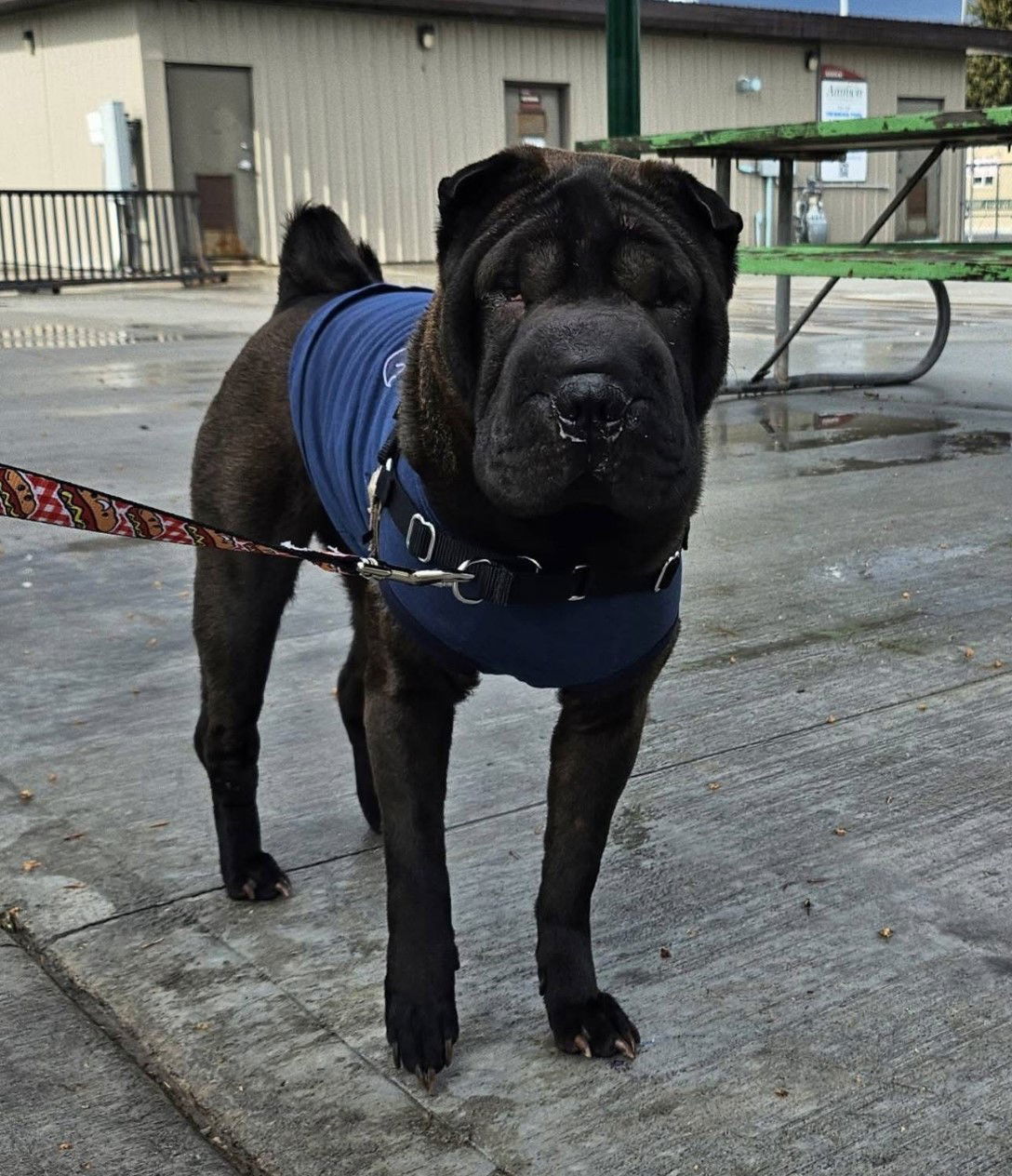 Daisy, an adoptable Shar-Pei in Idaho Falls, ID, 83404 | Photo Image 1